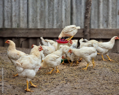 Feeding white hens in a poultry farm. Green life. Breeding birds in the village and caring for chickens.
