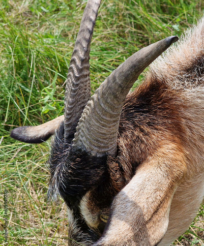 Horns and ears of a goat close-up, against the background of green grass in summer.