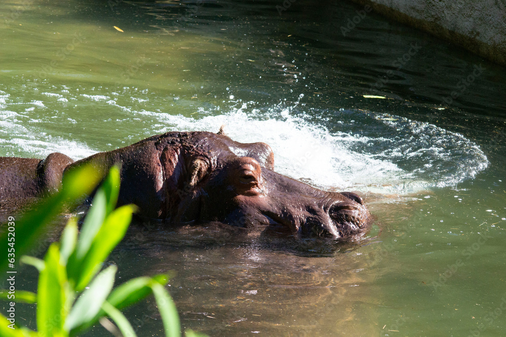 Fototapeta premium Hippopotame