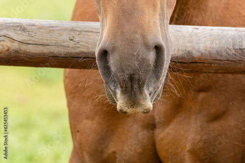Outdoor rural scene of the nose of a brown horse hanging over the top rail of a wooden fence. © Janice