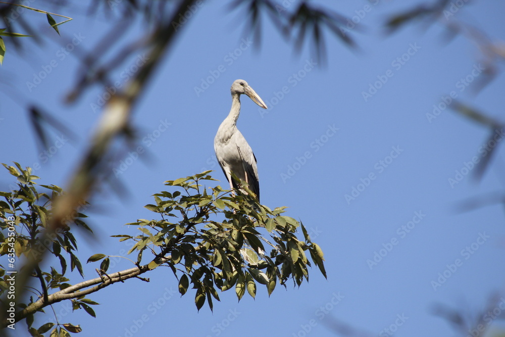 সাদা সারস - White Stork looking for food in lake সাদা সারস - White Stork looking for food in lake