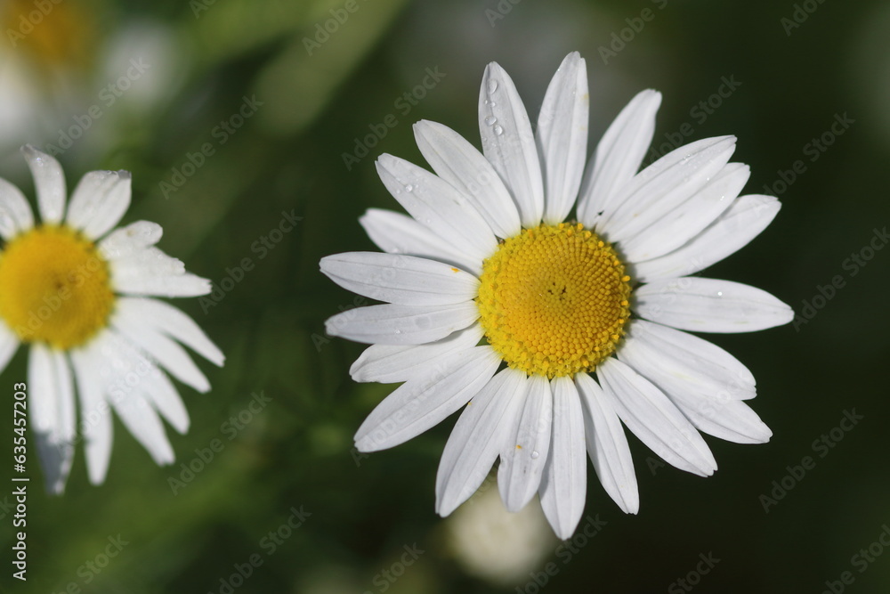 beautiful chamomiles in the meadow beautiful chamomiles in the meadow