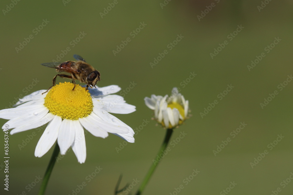 bee collecting pollen on a camomile bee collecting pollen on a camomile