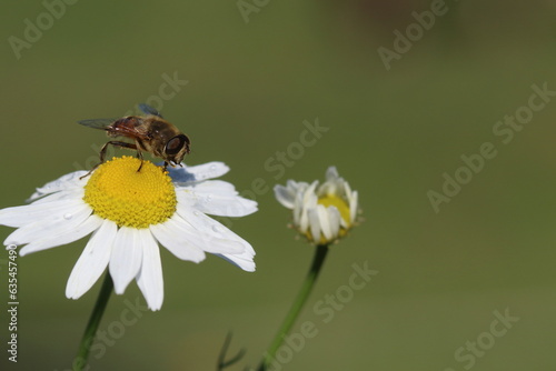 bee collecting pollen on a camomile © UMIT