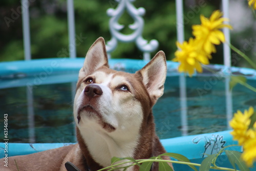 Chien qui regarde en haut