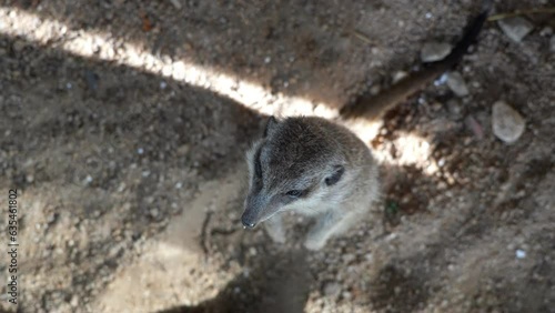 Slow motion meerkat standing on top of a dry dirt field