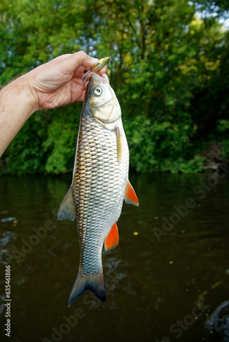 Chub in fisherman's hand, summer river scenery