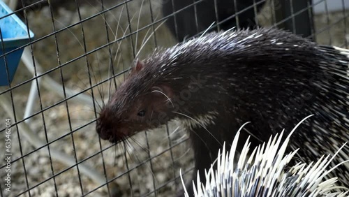 Slow motion Porcupine eating a piece of fruit from a person's hand