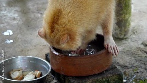 Slow motion cute brown raccoon drinking water from a bowl