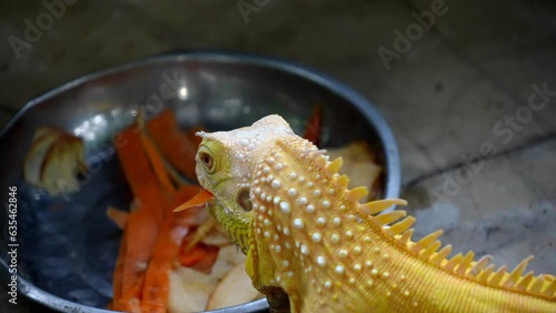 Slow motion close up yellow iguana enjoy bowl of food
