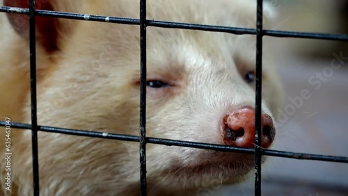Slow motion the head of sleepy brown raccoon in cage