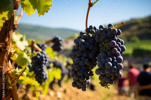 A group of people at the grape harvest on a sunny day, Generative Ai