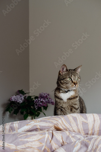 Chat