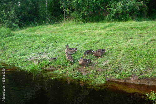 wild mallard ducks rest on the shore