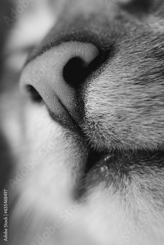 Chat