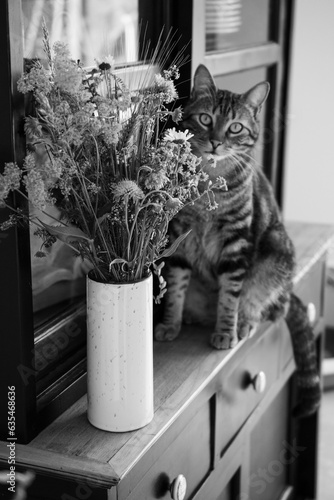 Chat fleurs