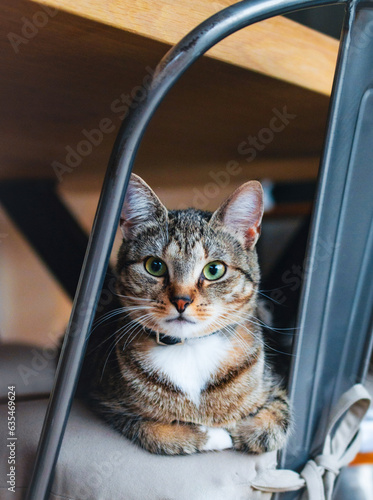 Chat
