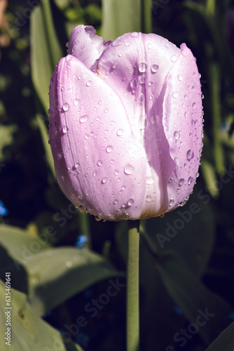 Tulipe goutte 
