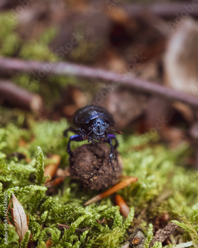 shimmering dung beetle 