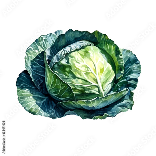 Illustration vector watercolor of cabbage on white background. Vector illustration.