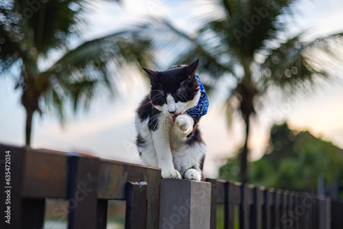 A young male cat with black and white fur perches on a garden fence, grooming. Eyes fixed, whiskers twitching; a tranquil scene of nature's beauty. Sharp close up shot on a healthy kitty. Domestic cat