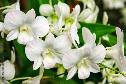 A white flower with pink and green leaves