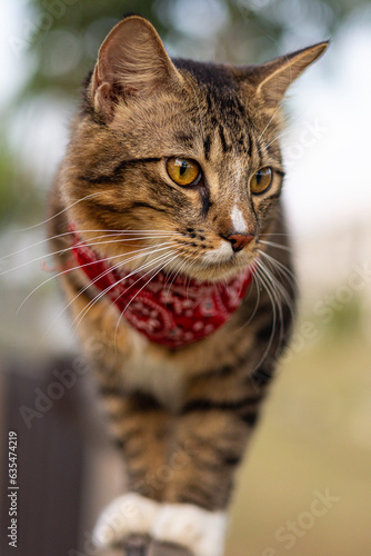 Fototapeta Naklejka Na Ścianę i Meble -  Close-up of a cat face. Portrait of a male kitten. Cat looks curious and alert. Detailed picture of a cats face with yellow clear eyes. Close up of cute feline face. a young cat with a red scarf
