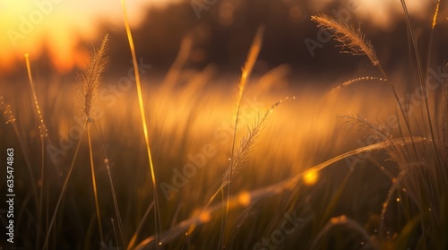 The soft evening light casts long shadows, accentuating the rhythm and harmony of the grassy landscape.