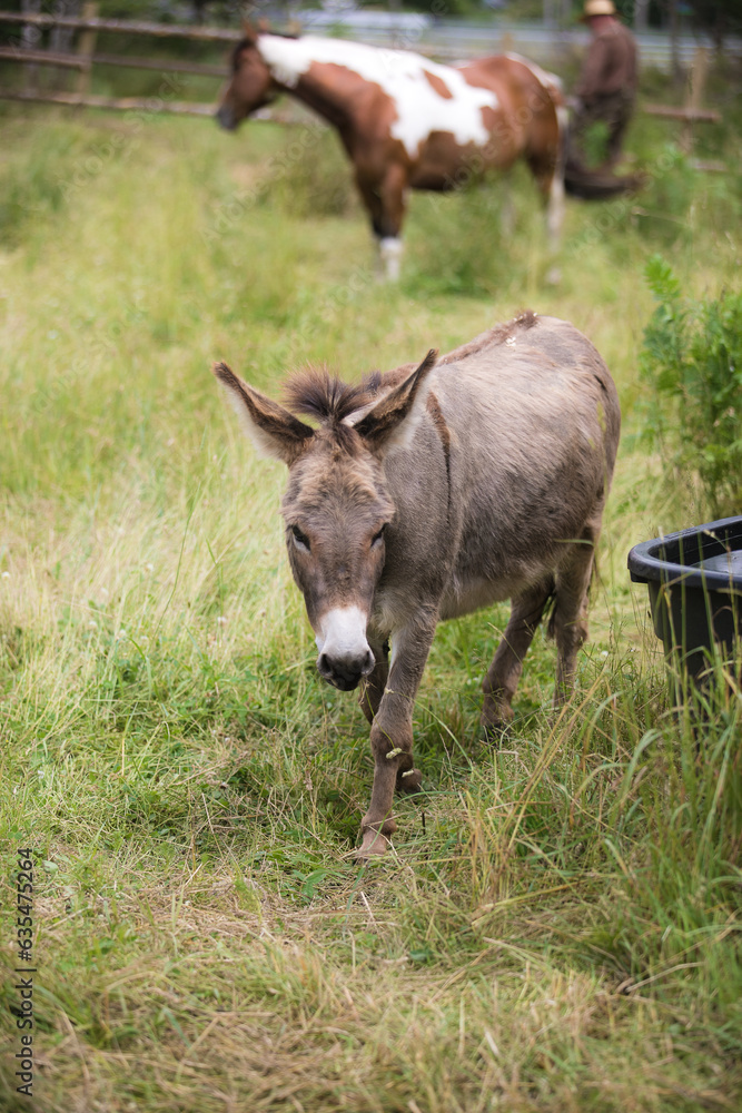 Donkey in a paddock.