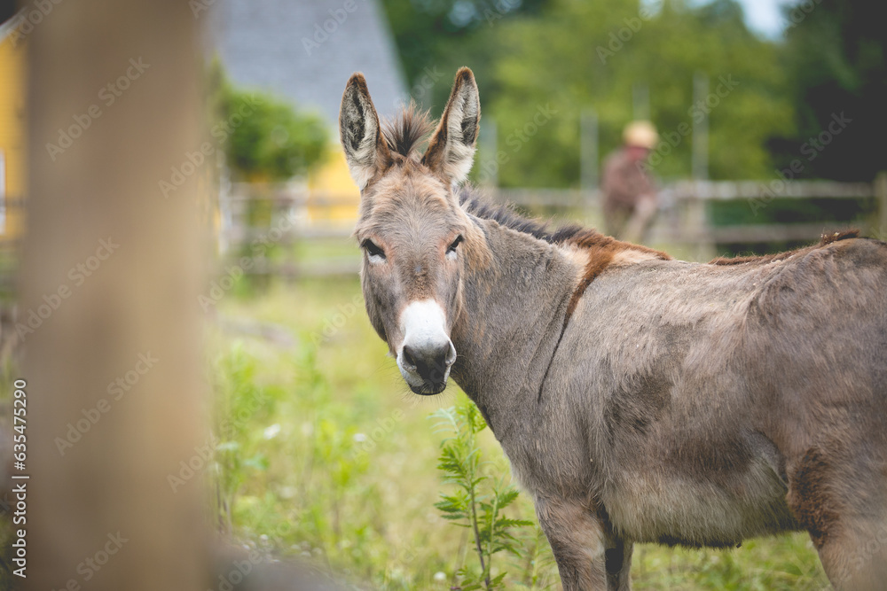 Donkey in a paddock in rural Canada. 