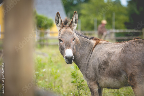 Obraz na płótnie Donkey in a paddock in rural Canada. w salonie
