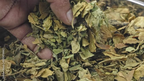 A man checks the quality of Gymnema sylvestre, Gurmar, or cowplant dry leaves photo