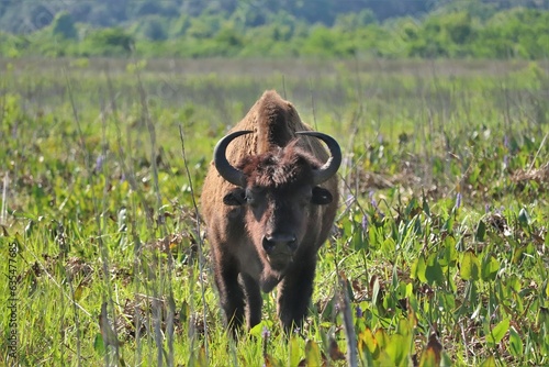 American Bison at Paynes Prairie Preserve State Park Gainesvile Micanopy Florida Native Species photo