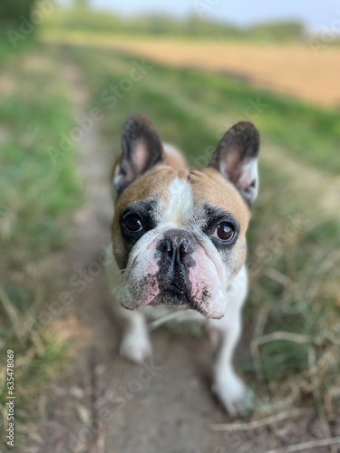 mud face of bulldog  © verypic
