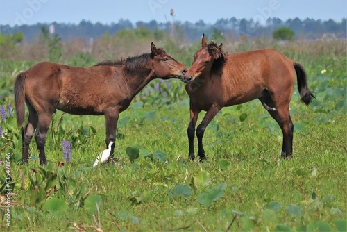 Wild Spanish Cracker Horses Playing Paynes Prairie Preserve Micanopy Gainesville Florida