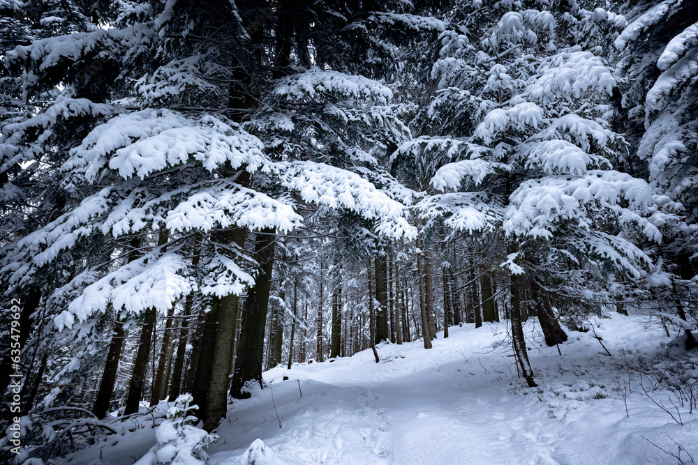 Fototapeta premium Snow covered winter forest at cloudy day