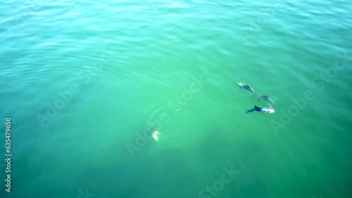 Dolphins by drone