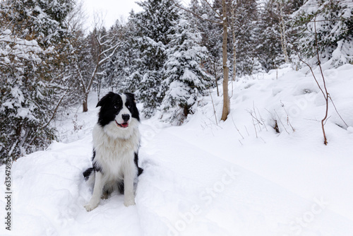 Dog in winter forest © leszekglasner