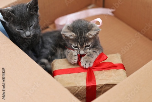 Box with kittens, gift, greeting, free space, place for text, background image