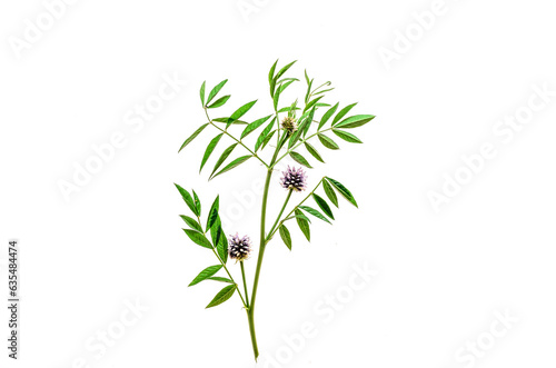 Branch of wild licorice