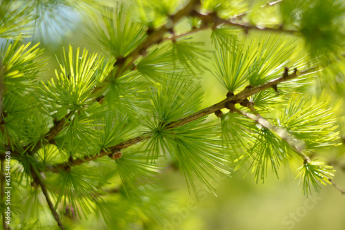 branches of green larch tree close up