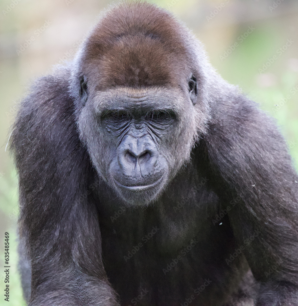 Beautiful close-up of a western lowland gorilla Beautiful close-up of a western lowland gorilla
