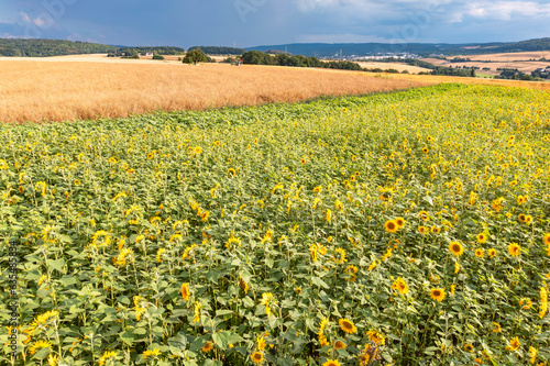 Huge storm clouds over a sunflower field in Taunus Germany