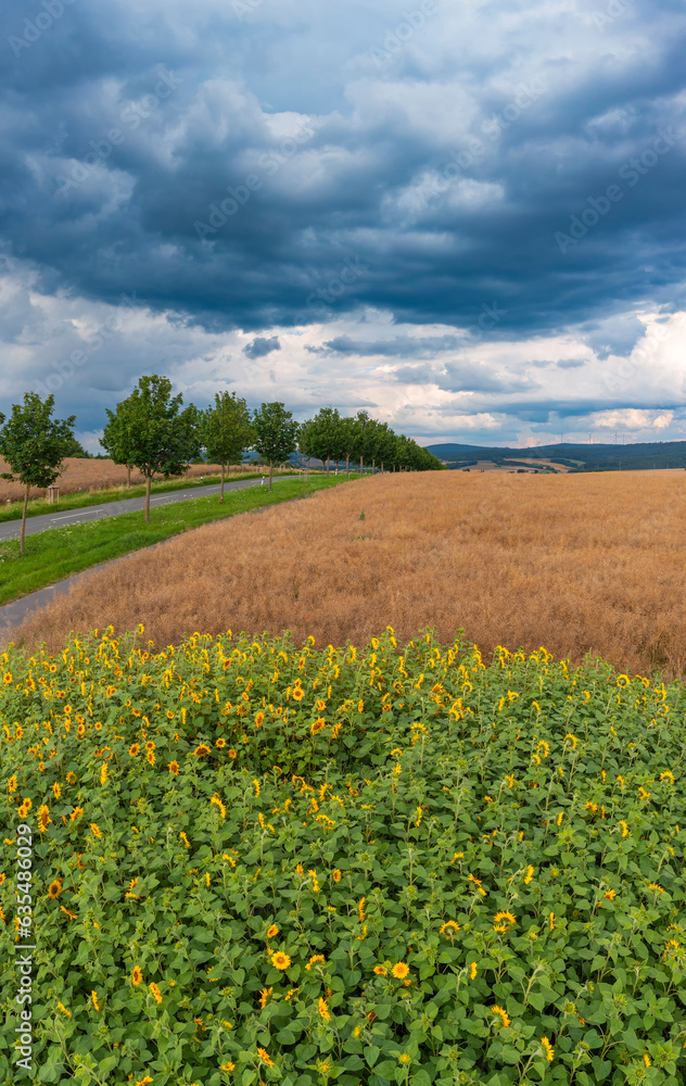 Huge storm clouds over a sunflower field in Taunus/Germany