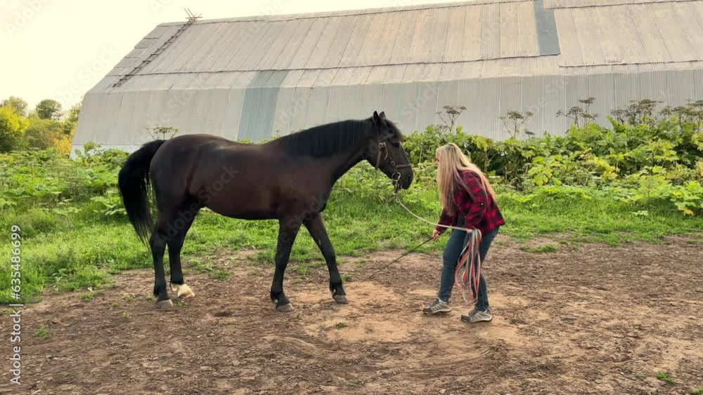 A horse that walks in a circle on the training ground. Horse training. A girl trains her horse A horse that walks in a circle on the training ground. Horse training. A girl trains her horse