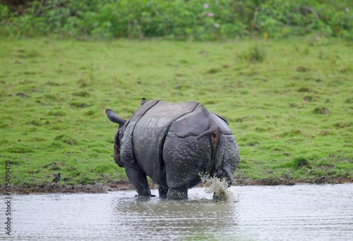 One Horned Rhino from Kaziranga of Assam  india