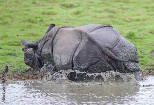 One Horned Rhino from Kaziranga of Assam, india photo