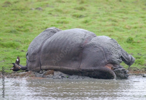 One Horned Rhino from Kaziranga of Assam, india photo