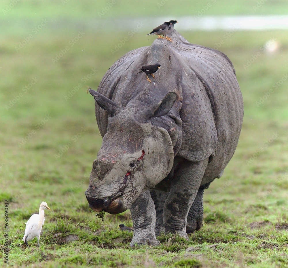 Fototapeta premium One Horned Rhino from Kaziranga of Assam, india