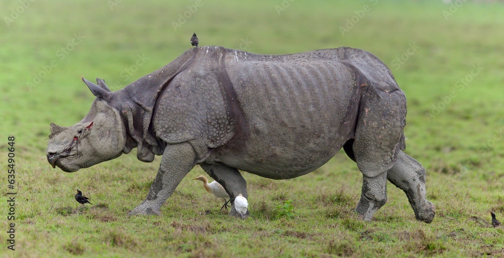 Fototapeta premium One Horned Rhino from Kaziranga of Assam, india